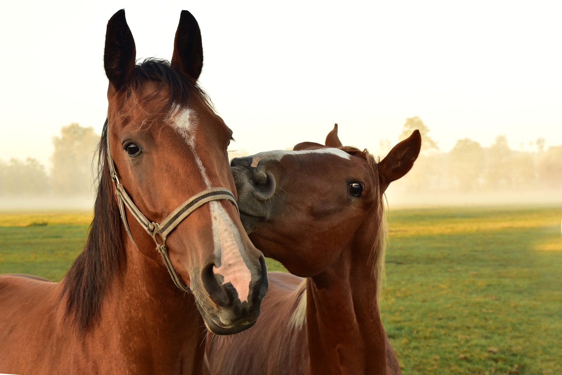 Halotherapie paarden