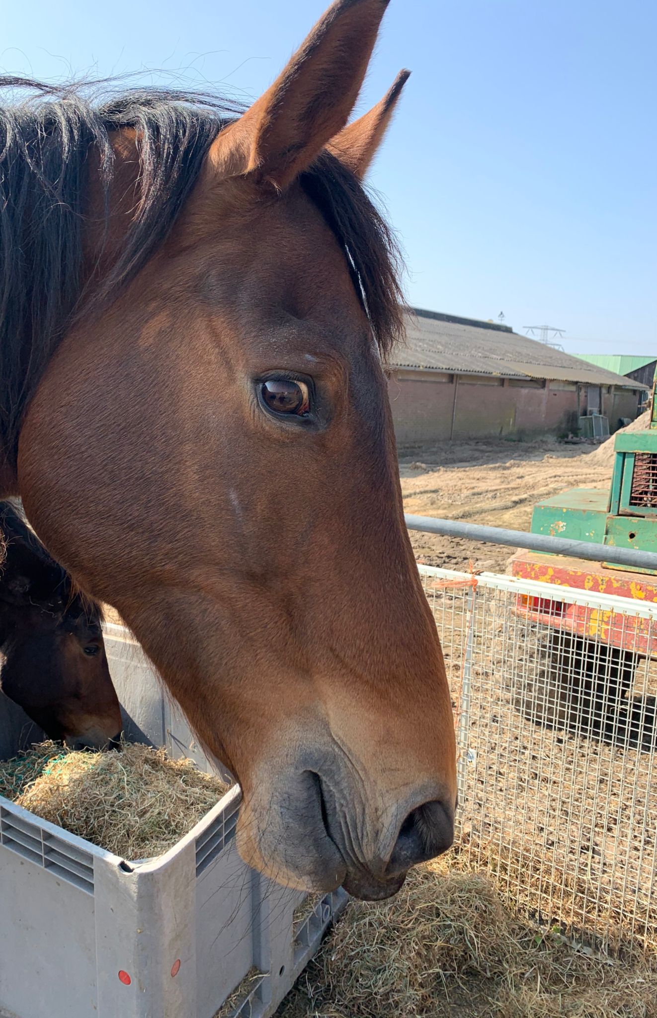 gezond paard na behandeling met zouttherapie