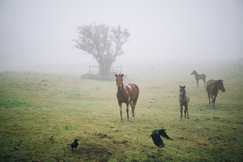 Zouttherapie paarden
